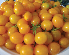 yellow heirloom NON GMO BITE OF SUNSHINE Egg Yolk tomato productive delicious